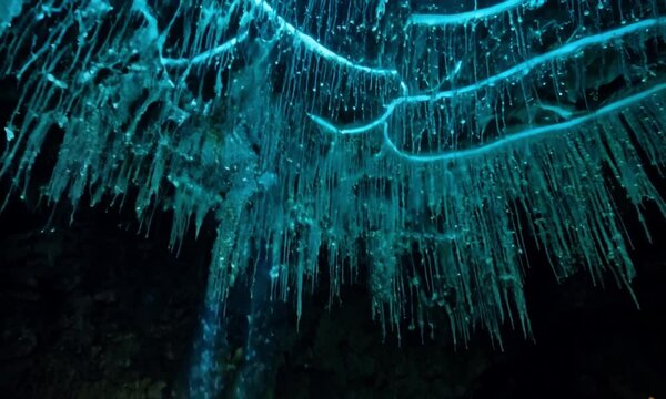 Close-Up View of Waitomo Glowworm Caves with Fireflies in a Secret New Zealand Cave
