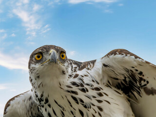 African Hawk Eagle