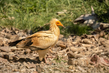 Close-up of Egyptian Vultures (Neophron percnopterus, Alimoche Común) at a vulture feeding ground