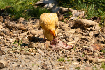 Close-up of Egyptian Vultures (Neophron percnopterus, Alimoche Común) at a vulture feeding ground