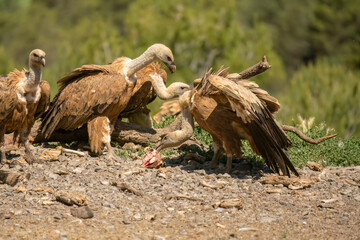 Close-up of Griffon vultures (Eurasion griffon, Gyps fulvus) at a feeding station