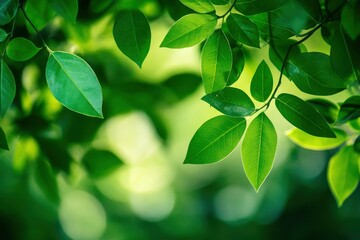 Nature of green leaf in garden at summer. Natural green leaves plants using as spring background cover page greenery environment ecology lime green wallpaper with ai