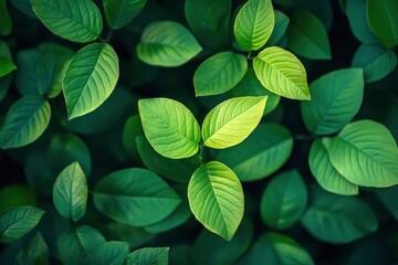 Nature of green leaf in garden at summer. Natural green leaves plants using as spring background cover page greenery environment ecology lime green wallpaper with ai