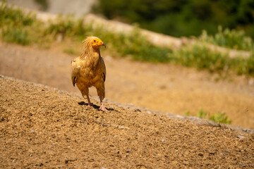 Close-up of Egyptian Vultures (Neophron percnopterus, Alimoche Común) at a vulture feeding ground
