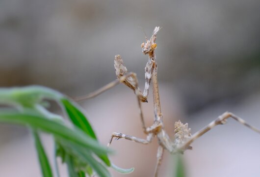 mantis on branches, Empusa Pennata