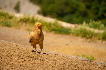 Close-up of Egyptian Vultures (Neophron percnopterus, Alimoche Común) at a vulture feeding ground