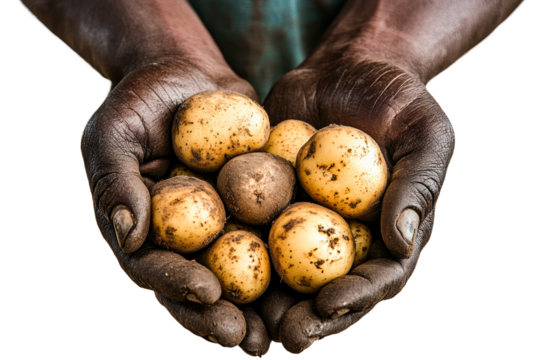 Hands holding freshly harvested potatoes at a farm isolated on transparent background