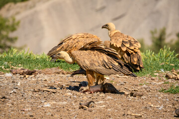 Close-up of Griffon vultures (Eurasion griffon, Gyps fulvus) at a feeding station