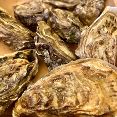 Oysters
