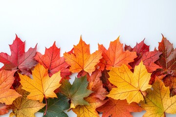 Fototapeta premium Autumn Maple Leaves Flat Lay White Background created with Generative AI