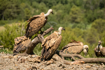Close-up of Griffon vultures (Eurasion griffon, Gyps fulvus) at a feeding station