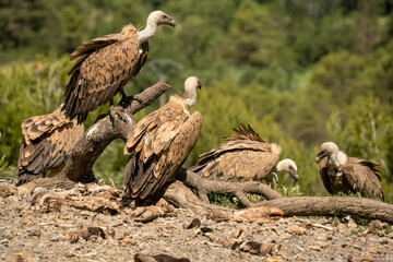 Close-up of Griffon vultures (Eurasion griffon, Gyps fulvus) at a feeding station
