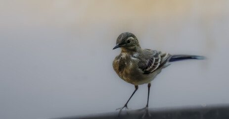 close-up of a Grey wagtail (Motacilla cinerea) on a water trough