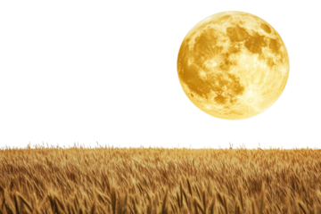 Full moon above golden wheat field at dusk isolated on transparent background