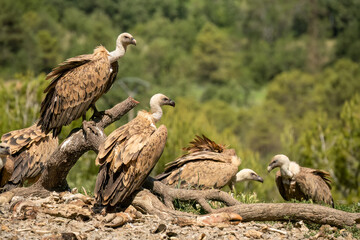 Close-up of Griffon vultures (Eurasion griffon, Gyps fulvus) at a feeding station