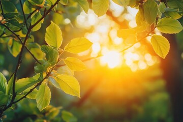 Obraz premium Springtime forest with setting sun shining through leaves and branches. Nature, forestry, habitat, environment and sustainability concepts with generative ai