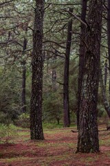PAISAJE DE BOSQUE DE PINOS