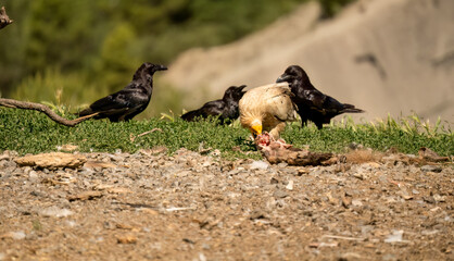 Close-up of Griffon vultures (Eurasion griffon, Gyps fulvus) at a feeding station