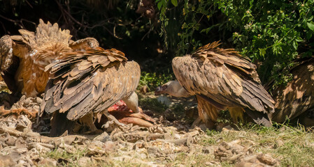 Close-up of Griffon vultures (Eurasion griffon, Gyps fulvus) at a feeding station