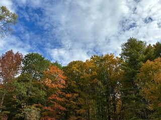 Naklejka premium autumn trees in the forest