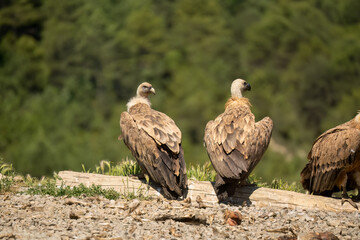 Close-up of Griffon vultures (Eurasion griffon, Gyps fulvus) at a feeding station