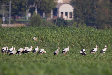 The white storks (Ciconia ciconia), seeking food after a migratory stop. Abruzzo, Italy.