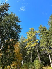 Obraz premium forest in autumn