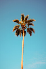 clean photo of a palmtree with blue sky background, palmtree, nature photo, beach palm tree