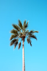 clean photo of a palmtree with blue sky background, palmtree, nature photo, beach palm tree