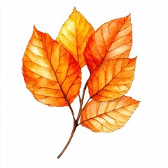 Vibrant autumn leaves illustration in watercolor, showcasing warm hues of orange and yellow, perfect for seasonal designs and nature-themed projects.