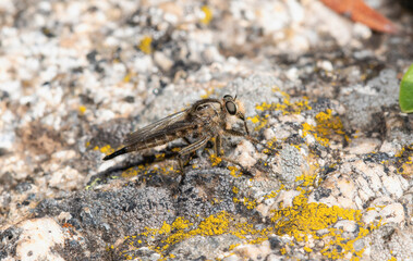 A Female robber fly in the genus Efferia on rugged Wyoming terrain hunting for prey