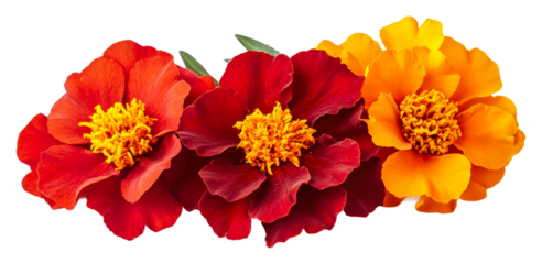 Colorful marigold flowers isolated on transparent background