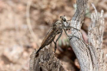 A Female robber fly in the genus efferia after capturing a grasshopper nymph perched on a branch in Wyoming