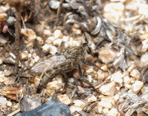 Female Robber Fly in the Genus Efferia perched among gravel laying eggs in Wyoming