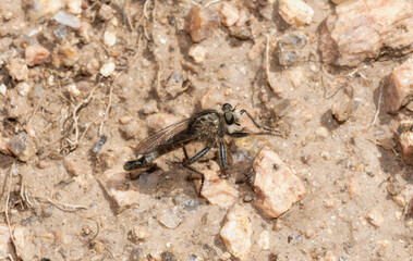 Male Robber Fly in the Genus Efferia perched on rocky soil in Wyoming