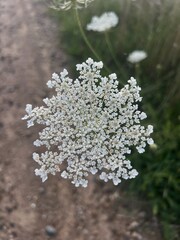 Country Road Wildflowers