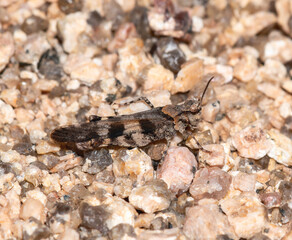 A Masked grasshopper Trimerotropis cincta perched on gravel in Colorado