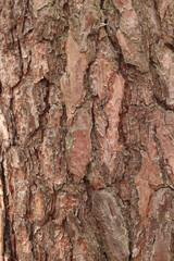 Pine bark close-up. Natural texture. Tree trunk in the forest. Natural background. Pine bark texture