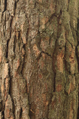 Pine bark texture, close-up. Natural wooden background. Tree trunk in the forest. Natural texture. Tree in the forest