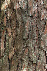 Naklejka premium Pine bark texture, close-up. Natural wooden background. Tree trunk in the forest. Natural texture. Tree in the forest