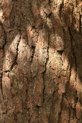 Pine bark texture, close-up. Natural wooden background. Tree trunk in the forest. Natural texture. Tree in the forest