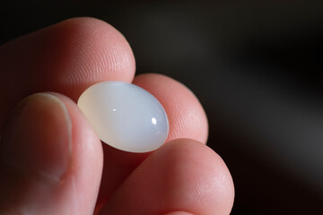 Natural white moonstone gem holded in fingers. Opaque, translucent, light gray glow oval cabochon polished feldspar mineral stone specimen. Mined in India. Blur background. Closeup. Gemology theme