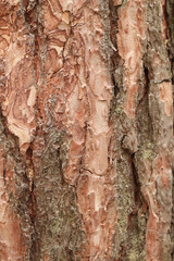 Pine bark texture, close-up. Natural wooden background. Tree trunk in the forest. Natural texture. Tree in the forest