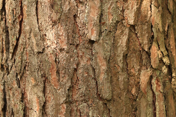 Pine bark close-up. Natural texture. Tree trunk in the forest. Natural background. Pine bark texture