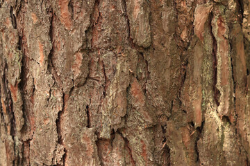 Pine bark close-up. Natural texture. Tree trunk in the forest. Natural background. Pine bark texture