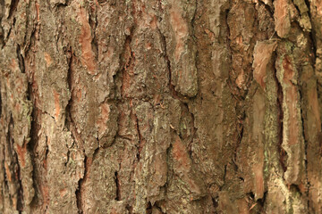 Pine bark close-up. Natural texture. Tree trunk in the forest. Natural background. Pine bark texture