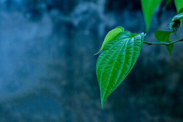Betel Leaf