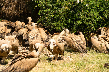 Close-up of Griffon vultures (Eurasion griffon, Gyps fulvus) at a feeding station