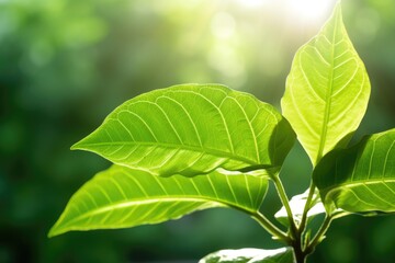 Fototapeta premium A beautiful fresh green leaf highlighted by the sun. The plant has a beautiful expressive structure.