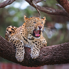close up of leopard